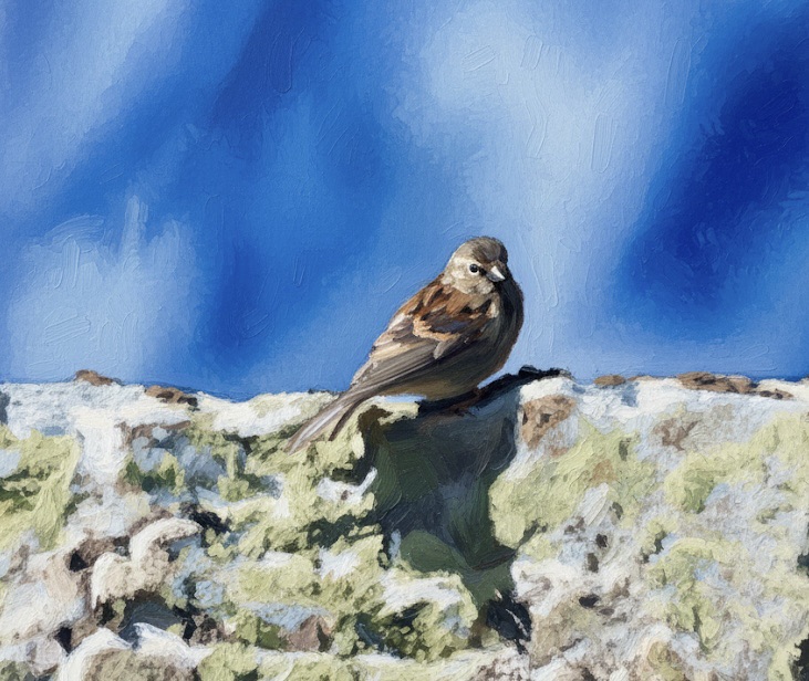 Gemini AI dynamic painting of a bird photographed in Greenland